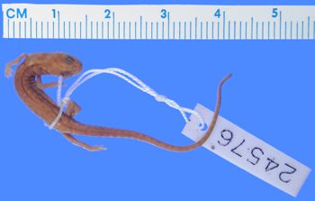 Media type: image; Herpetology A-24576